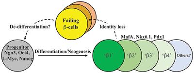 Evidence for Loss in Identity, De-Differentiation, and Trans-Differentiation of Islet β-Cells in Type 2 Diabetes